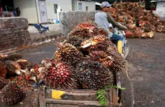Produsen batu bara, minyak sawit, dan ferroalloy diharapkan mulai menyerahkan dokumen terkait ekspor ke perusahaan milik negara yang baru dibentuk Danantara Sumberdaya Indonesia mulai tanggal 1 Juni.